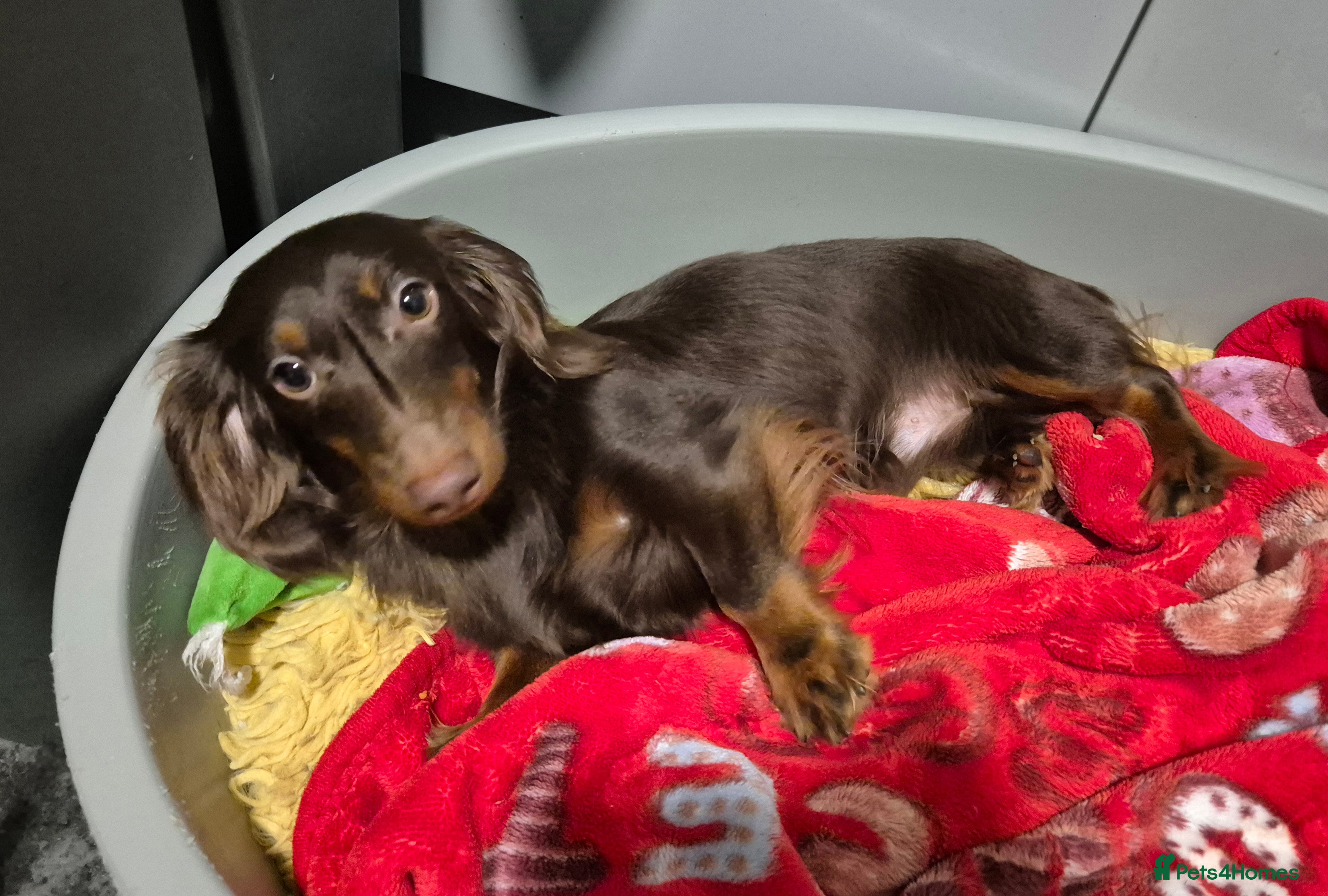 Miniature Dachshund dogs KC registered PRA clear Boy miniature dachshund  - Advert 1