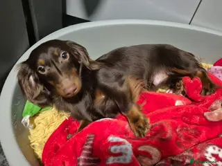 Miniature Dachshund dogs KC registered PRA clear Boy miniature dachshund - Advert 18