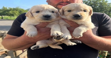 Golden Retriever dogs - Advert 14
