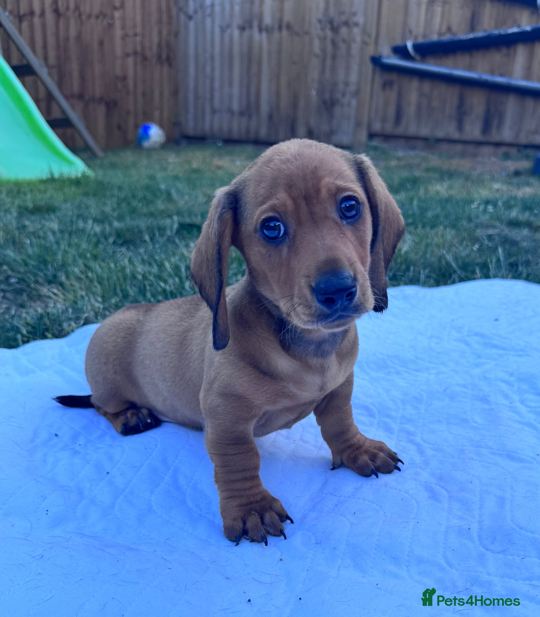 Miniature Dachshund dogs Adorable mini smoothe dachshund puppies - Advert 6