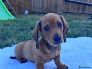 Miniature Dachshund dogs Adorable mini smoothe dachshund puppies - Advert 6