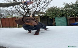 Miniature Dachshund dogs for sale: Miniature Dachshund Chocolate and Tan - Image 2