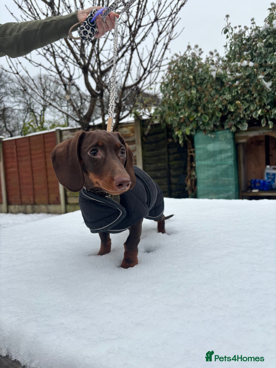 Miniature Dachshund dogs for sale: Miniature Dachshund Chocolate and Tan - Image 2