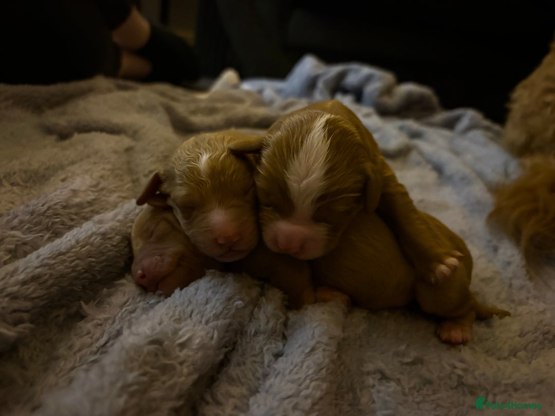 Cavapoo dogs for sale: 4 gorgeous cavapoo puppies - Advert 13