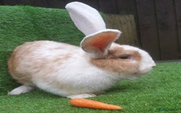 Continental Giant rabbits for sale: Super Stars Stud Service - Beautiful Proven Boys  - Image 8