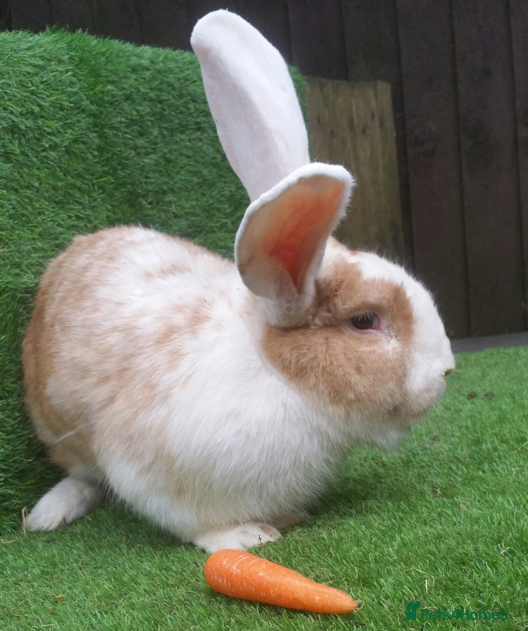 Continental Giant rabbits for sale: Super Stars Stud Service - Beautiful Proven Boys  - Image 8