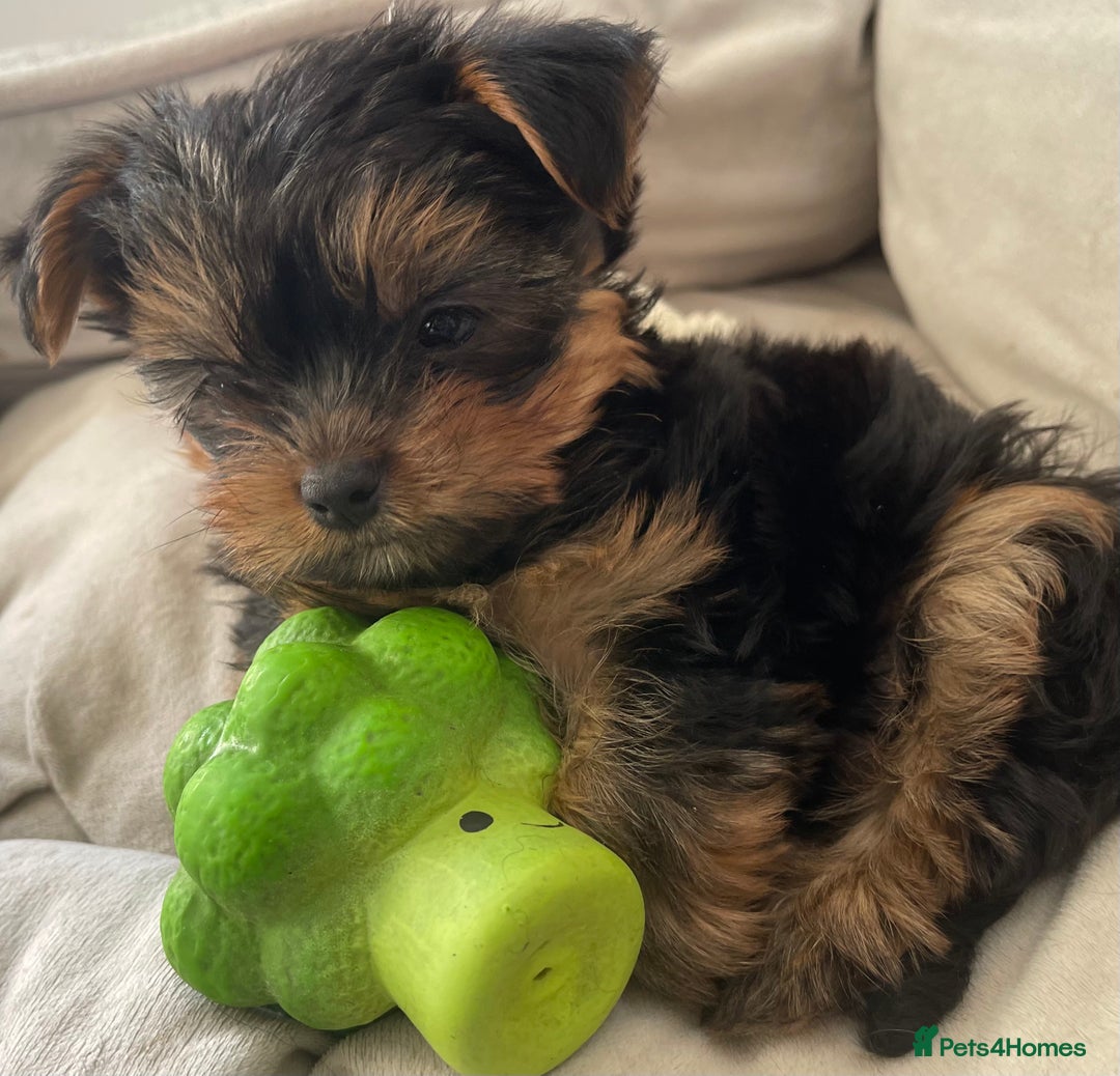 Yorkshire Terrier dogs for sale: Adorable Mini Yorkshire Terrier puppies - Advert 6