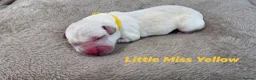 Labrador Retriever dogs for sale: KC Registered Labrador Pups  - Advert 18