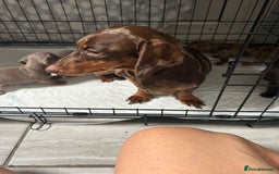 Dachshund dogs for sale: Beautiful miniature dachund puppies  - Image 11