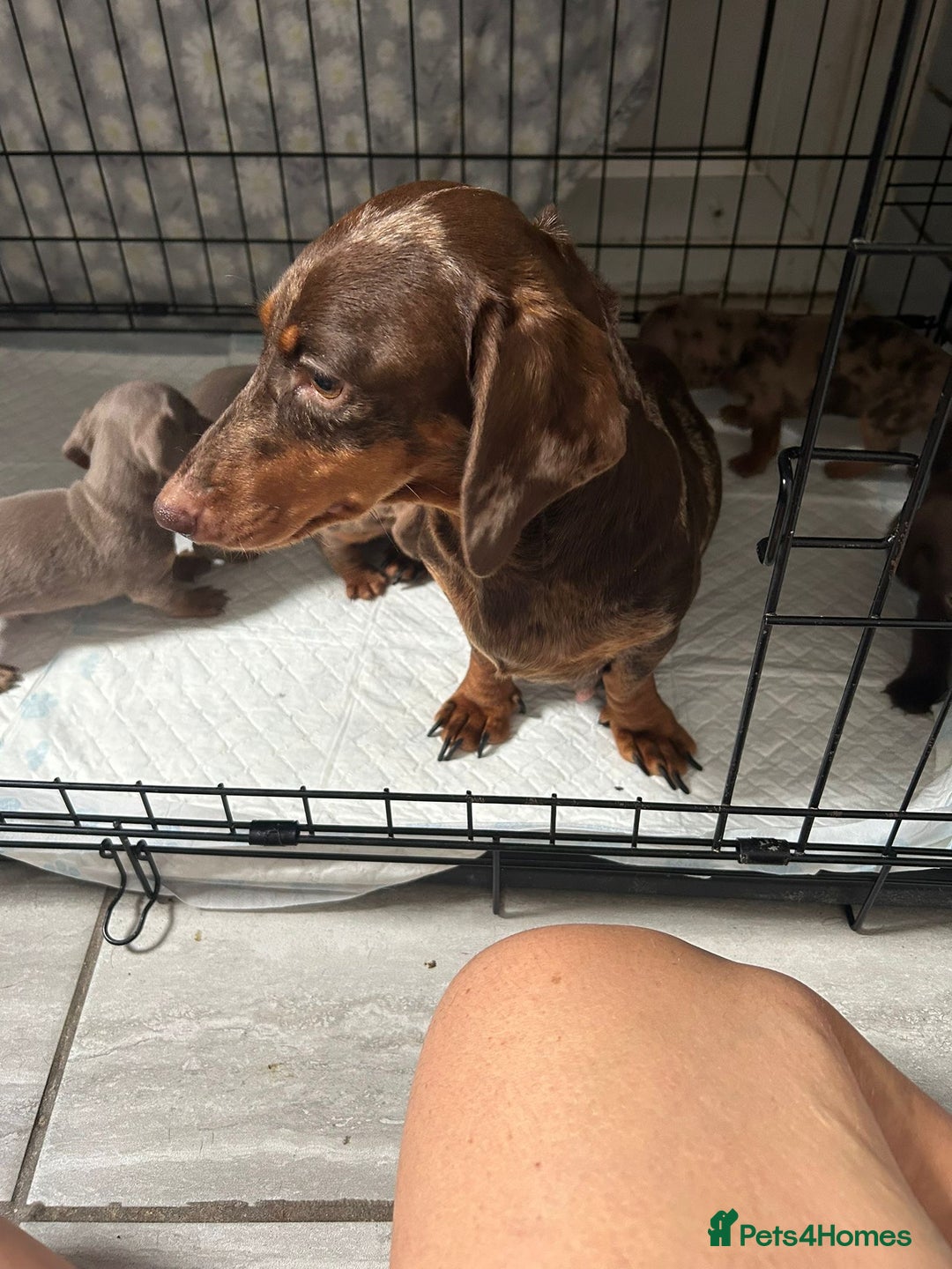 Dachshund dogs for sale: Beautiful miniature dachund puppies  - Image 11