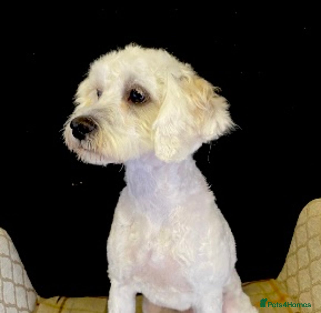 Cavapoo dogs for sale: VERY GENTLE F1b CAVAPOO~ LOVING HOME REQUIRED  - Image 6