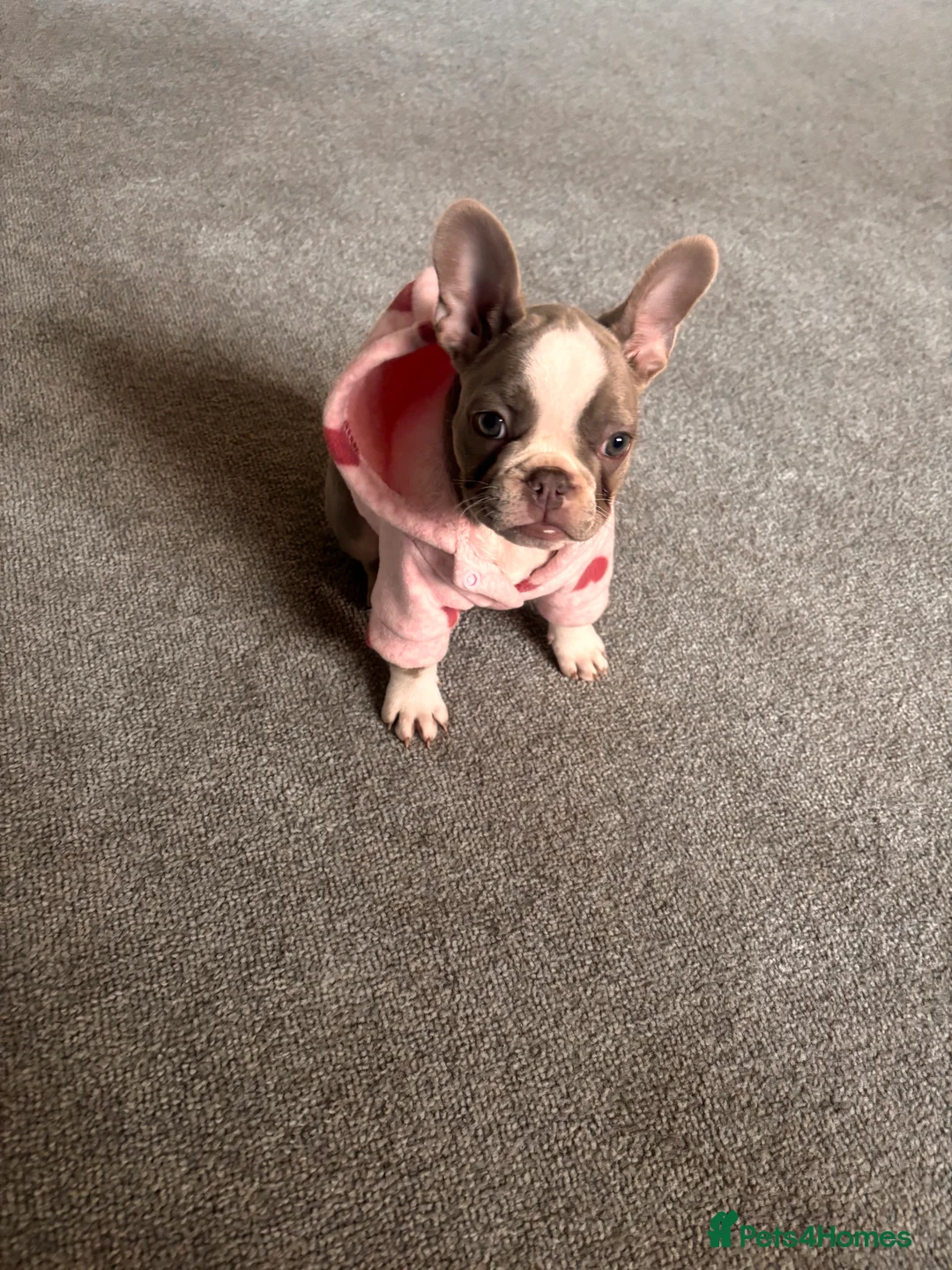 French Bulldog dogs for sale: french bulldog pup - Advert 6