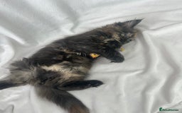 Maine Coon cats for sale: TICA REGISTERD MAINCOON KITTEN’S ⭐️ - Image 33