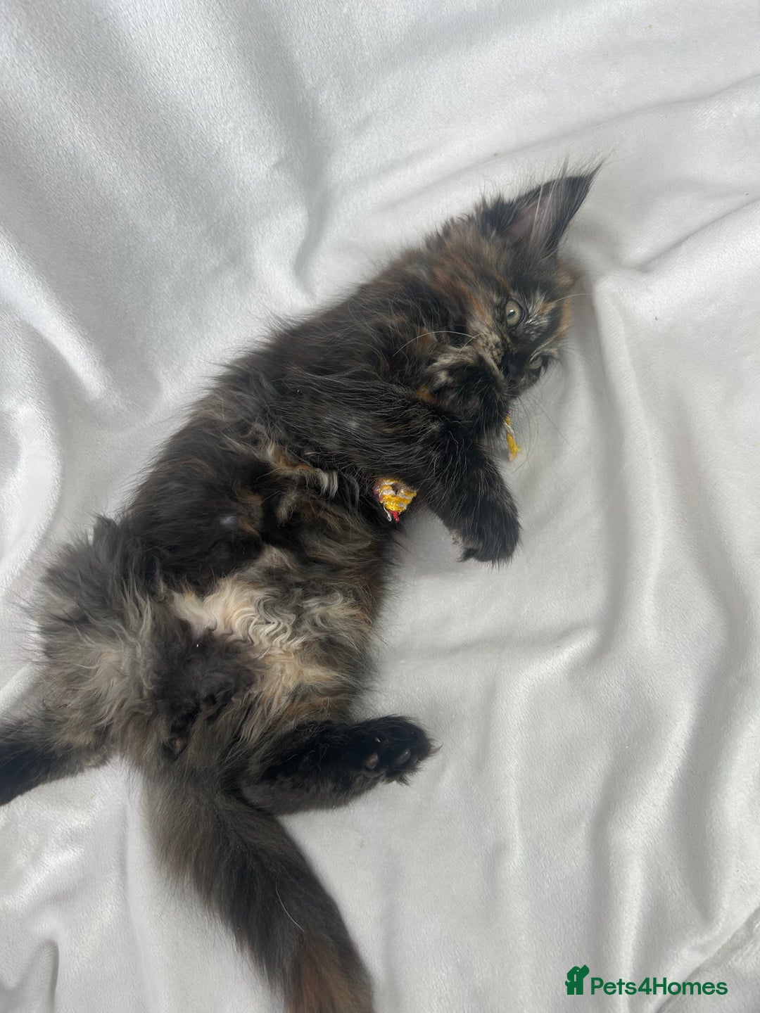 Maine Coon cats for sale: TICA REGISTERD MAINCOON KITTEN’S ⭐️ - Image 33