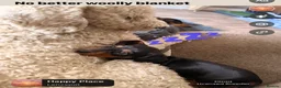 Miniature Dachshund dogs for sale: Licensed. Min smooth, kc/pra clear ready 25/5  - Advert 3