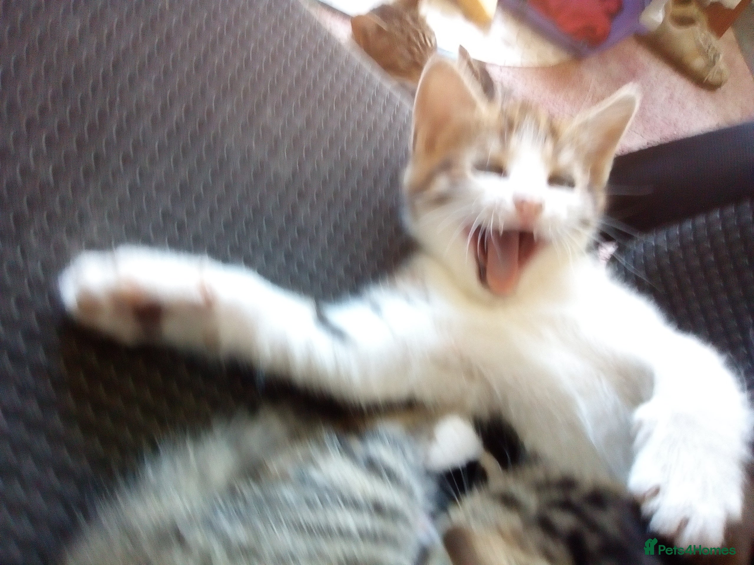 Mixed Breed cats Playful Kittens - Advert 14