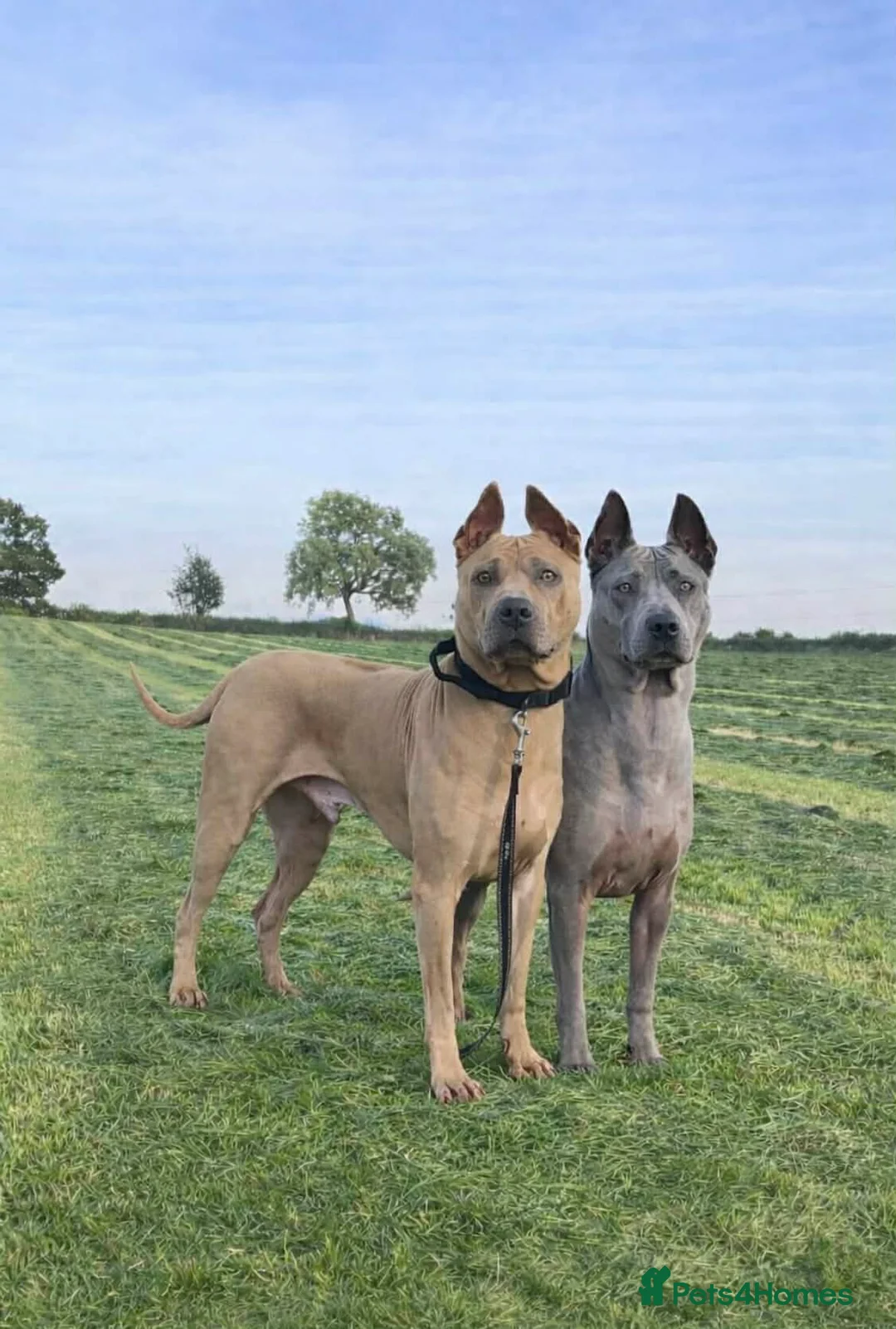 Thai Ridgeback dogs for sale: (New pictures)Thai Ridgeback puppy’s 🏆 - Advert 3