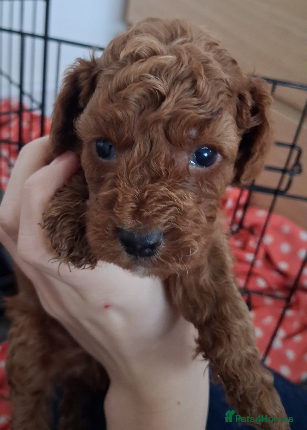 Cockapoo dogs for sale: ** ADORABLE COCKAPOO PUPPIES ** - Advert 2