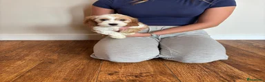 Cockapoo 2