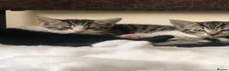Domestic Shorthair cats for sale: Russian Blue × Bengal Mixed Kittens – 4 available - Advert 11