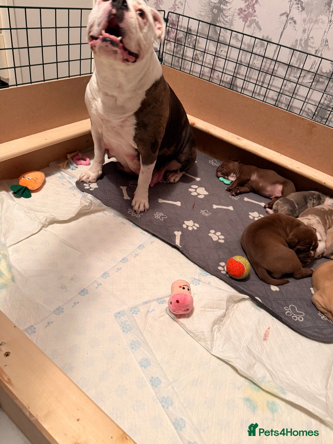 Old Tyme Bulldog dogs for sale: Old Tyme English Bulldog  - Advert 7