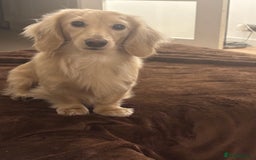 Miniature Dachshund dogs for stud: ee Cream Longhaired Miniature Dachshund for Stud in Helensburgh - Image 10