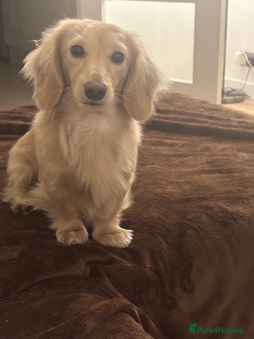 Miniature Dachshund dogs for stud: ee Cream Longhaired Miniature Dachshund for Stud in Helensburgh - Image 10