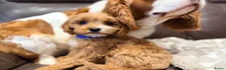 Cavapoo dogs for sale: Exceptional F1 Toy Cavapoos-Health Tested Parents - Advert 10