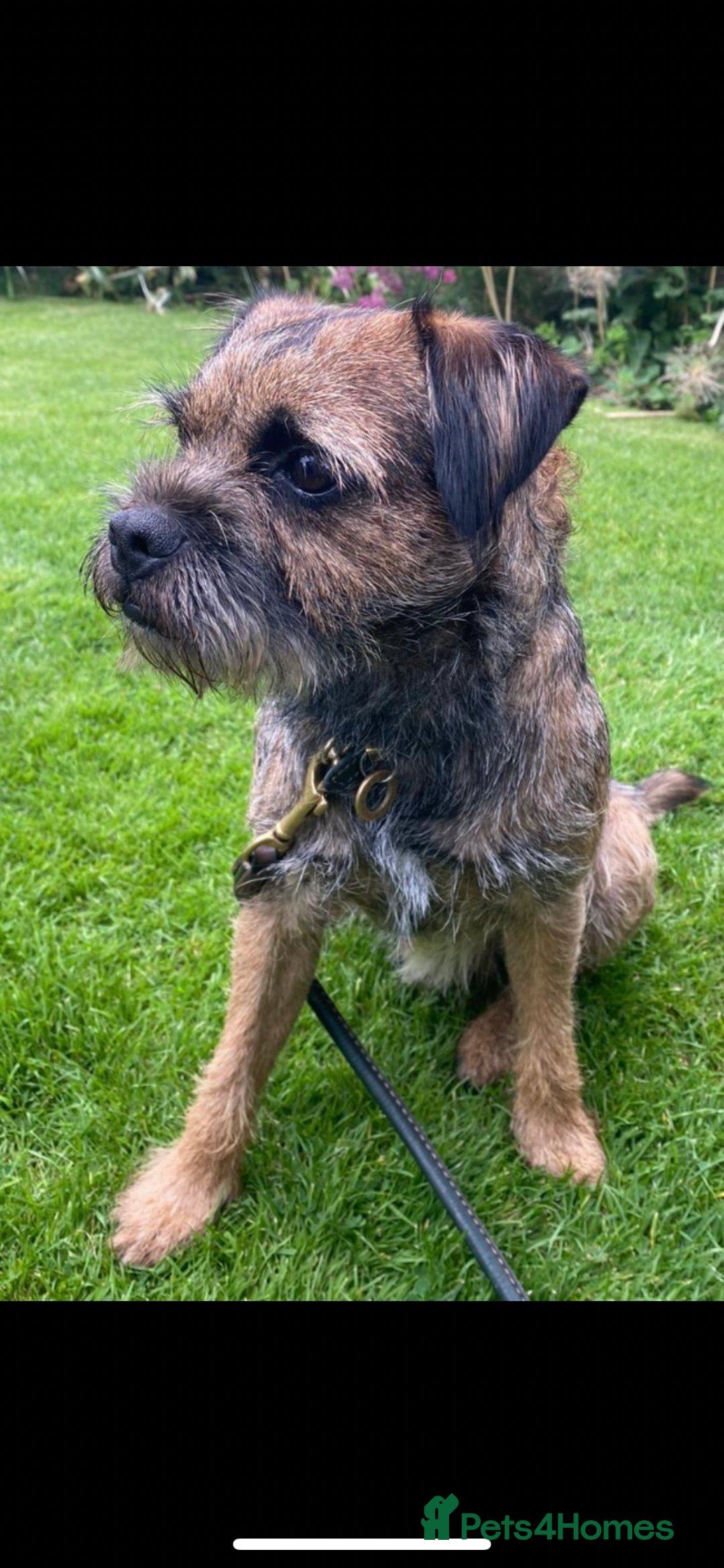 Border Terrier dogs for sale: Border Terrier puppies - Advert 2