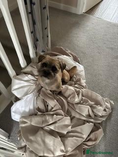 Mixed Breed dogs Ernie - Advert 10