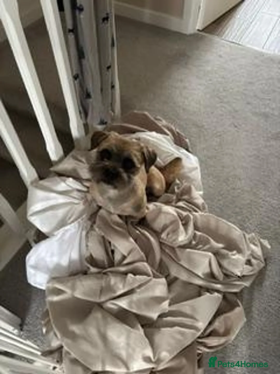 Mixed Breed dogs for sale: Ernie - Advert 1