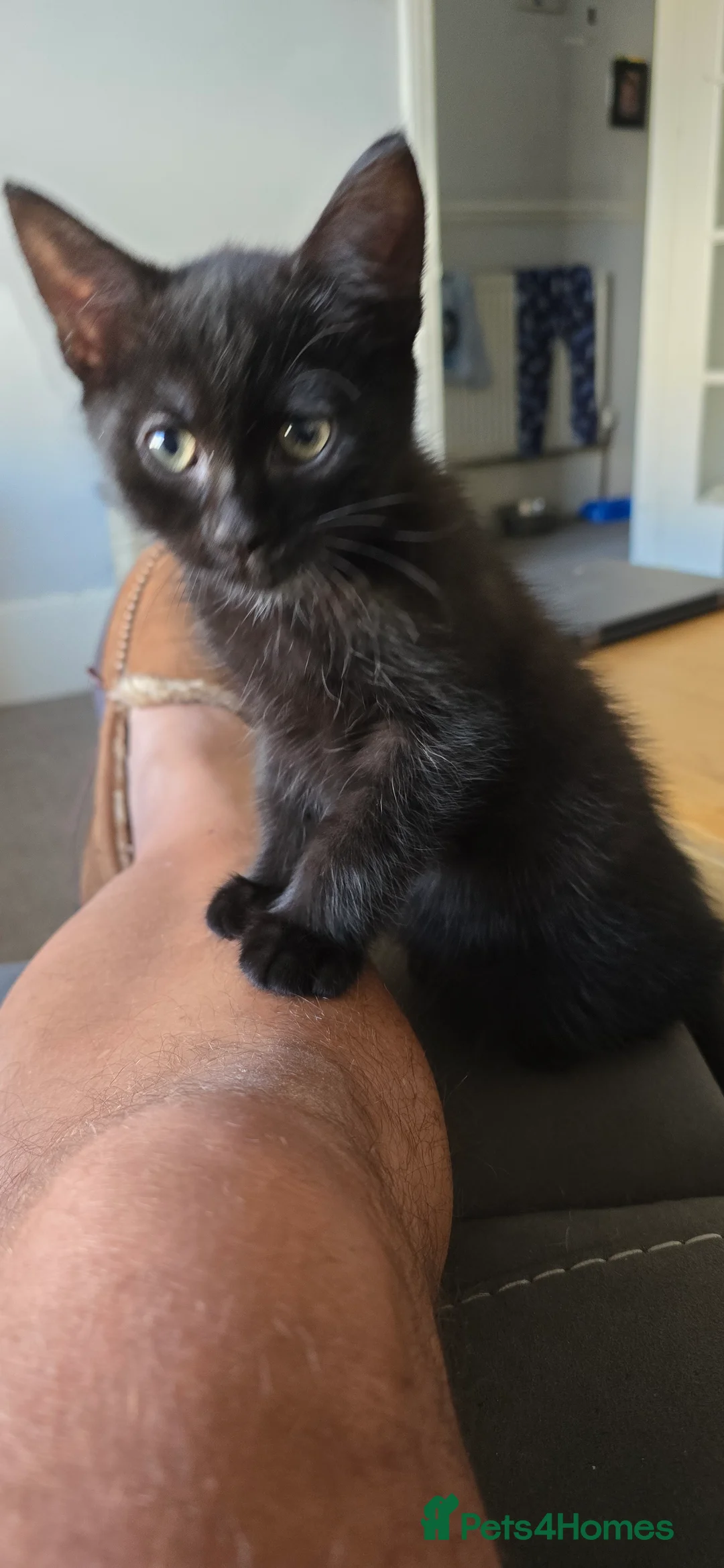 British Longhair cats for sale: Gorgeous black female kitten  - Advert 3