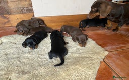 Dachshund dogs for sale: Miniature Dachshund Puppies   - Image 11