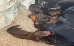 Miniature Dachshund dogs for sale: Smooth haired Miniature dachshund - Image 14