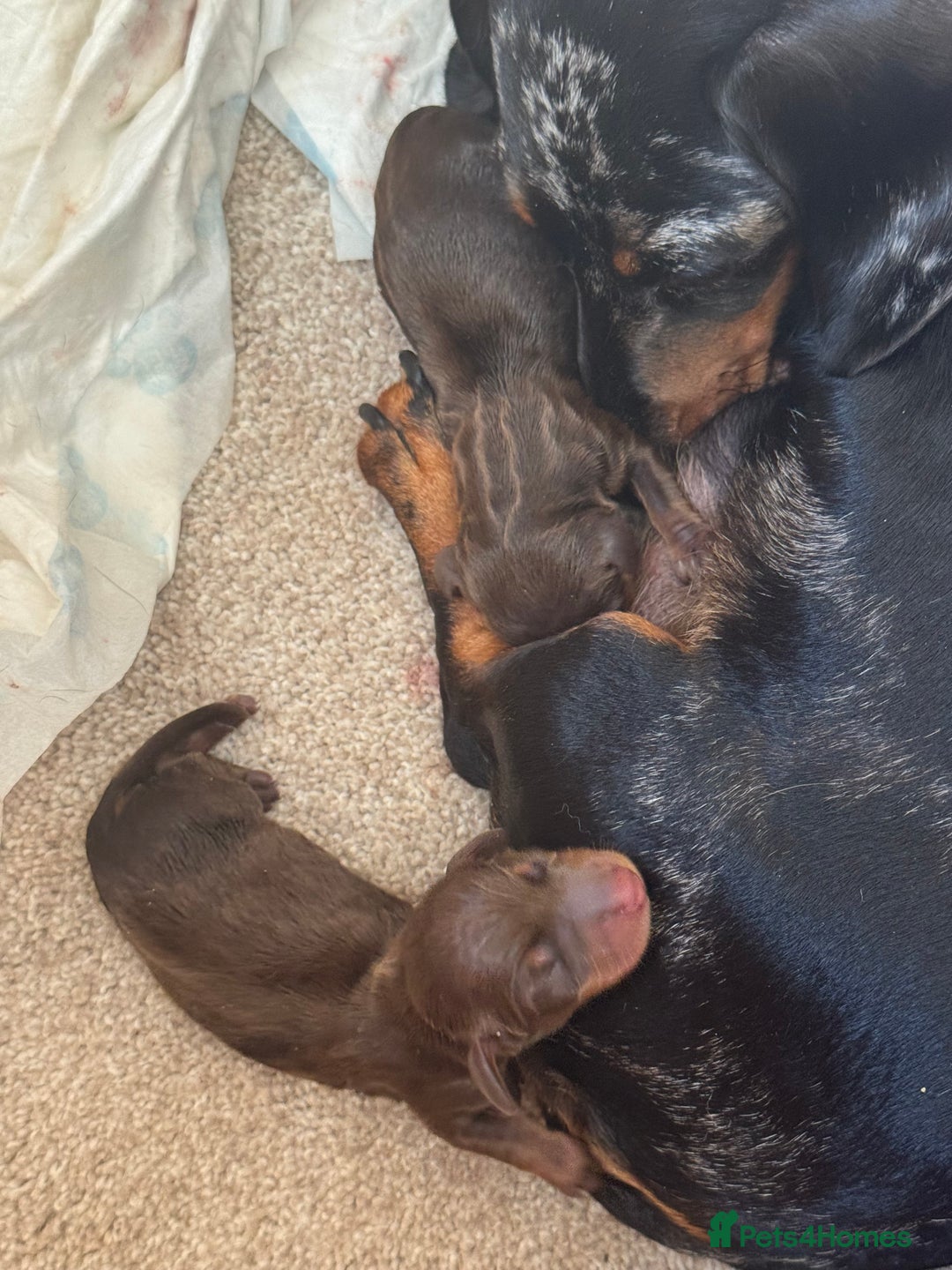 Miniature Dachshund dogs for sale: Smooth haired Miniature dachshund - Image 14