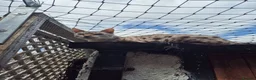 Bengal cats for sale: Beautiful seal lynx spotted bengal - Advert 4