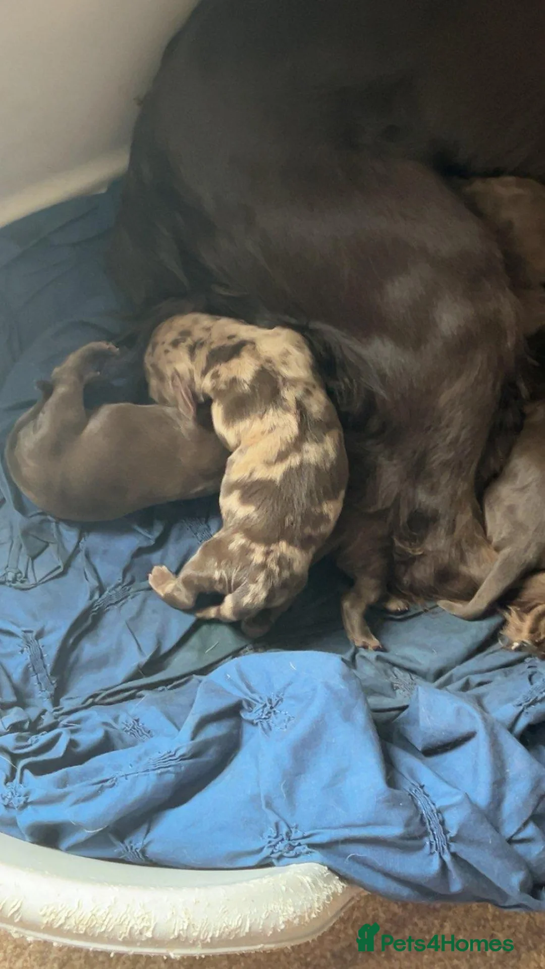 Mixed Breed dogs for sale: 3 female and 3 male Dockers  - Advert 7