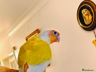 Conures birds Beautiful tammed Suncheek conure - Advert 8