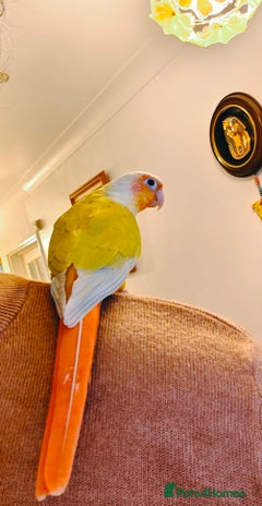 Conures birds Beautiful tammed Suncheek conure - Advert 10