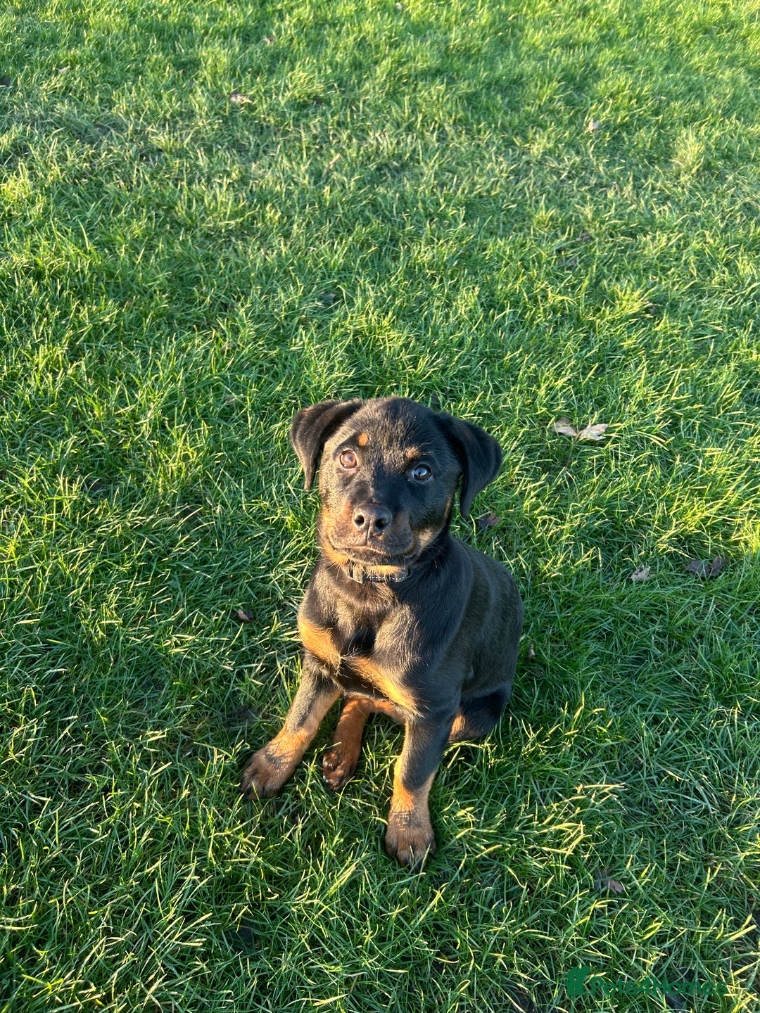 Rottweiler dogs for sale: Rottweiler  - Advert 6