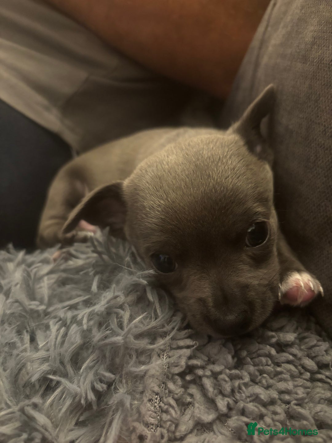 Chihuahua dogs for sale: Blue chihuahua puppies - Advert 3
