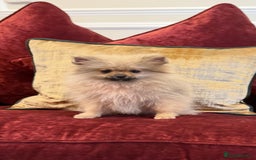 Pomeranian dogs for sale: Beautiful sable Boy Ready Now - Image 5