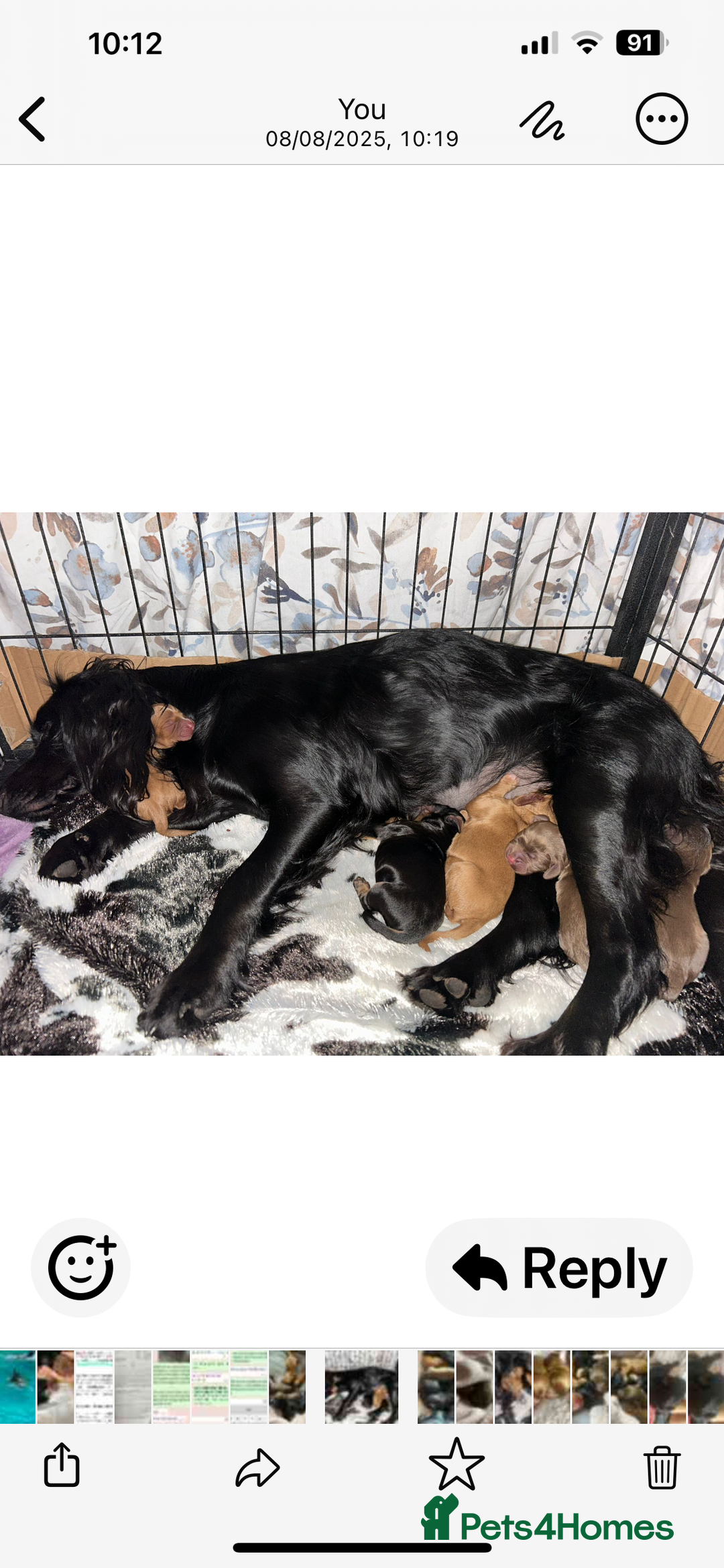 Cocker Spaniel dogs for sale: 🐶cocker spaniel puppies 🐶  - Image 6