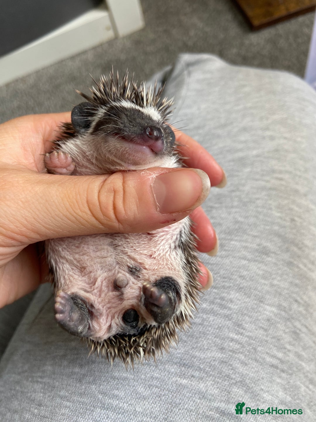 Pygmy Hedgehog rodents for sale: Pygmy Hedgehogs - Babies & Older hogs Available - Image 8