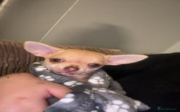 Chihuahua dogs for sale: XXS teacup chihuahua girl  - Image 2