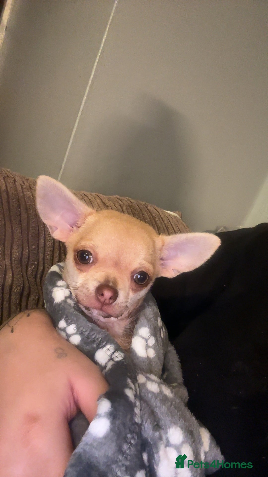 Chihuahua dogs for sale: XXS teacup chihuahua girl  - Image 2