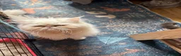 Persian cats for sale: Beautiful 10 month old white Persian female   - Advert 1