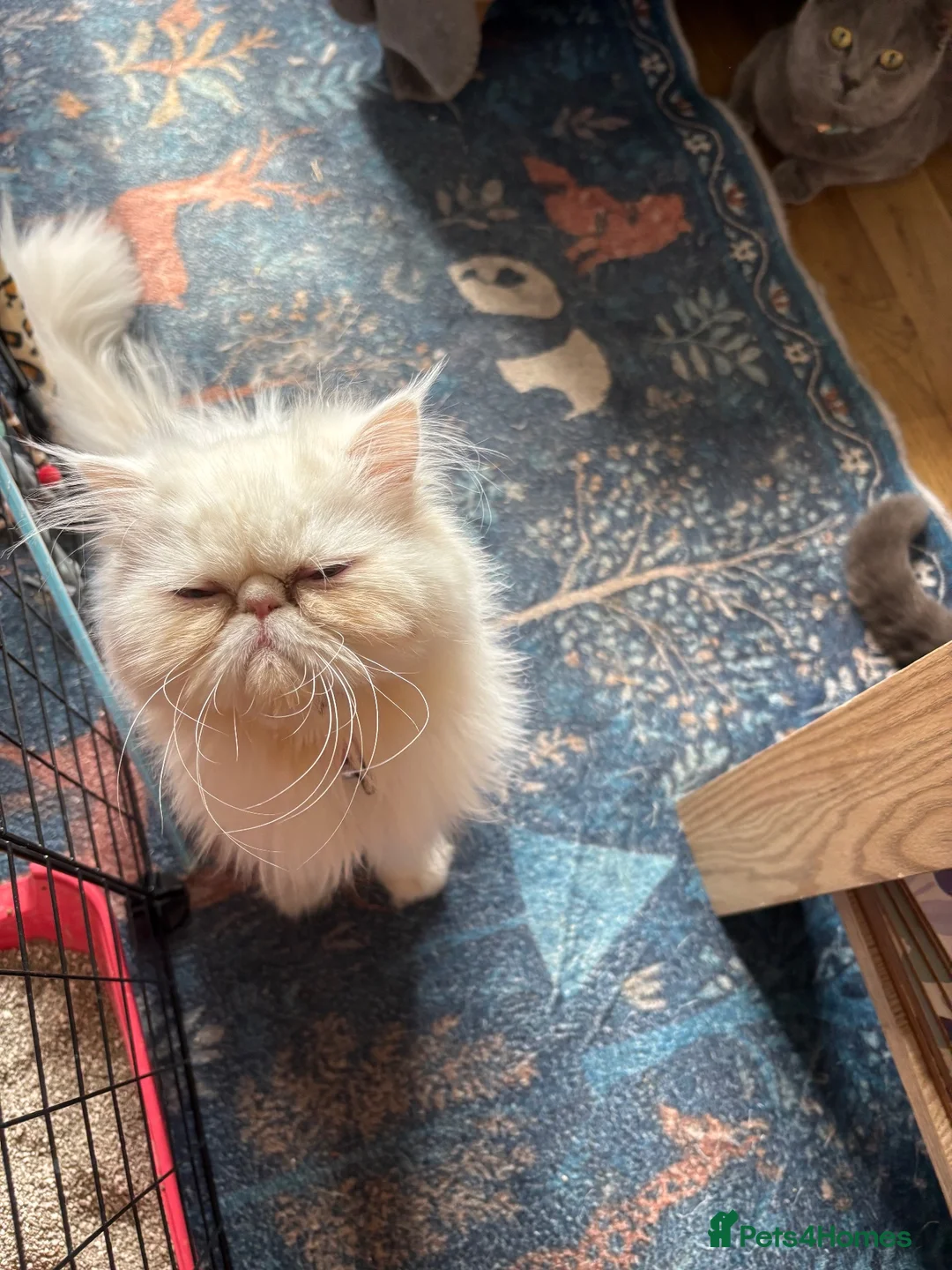 Persian cats for sale: Beautiful 10 month old white Persian female   - Advert 1