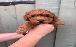 Cockapoo dogs for sale: ❤️ Tiny Deep Red Miniature F1b Cockapoo Pup's  - Image 27