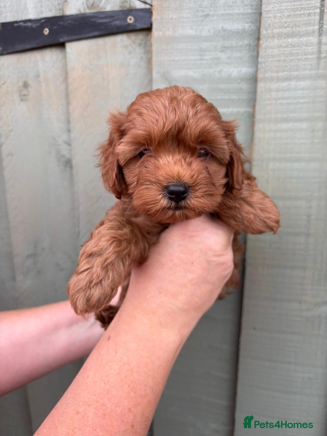 Cockapoo dogs for sale: ❤️ Tiny Deep Red Miniature F1b Cockapoo Pup's  - Image 27